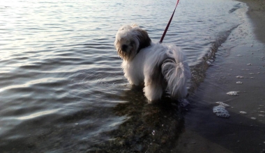Suzy op het strand