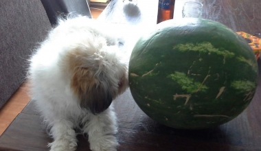 Boomertje Suzy met watermeloen